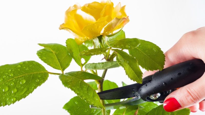 Rose plant care tips