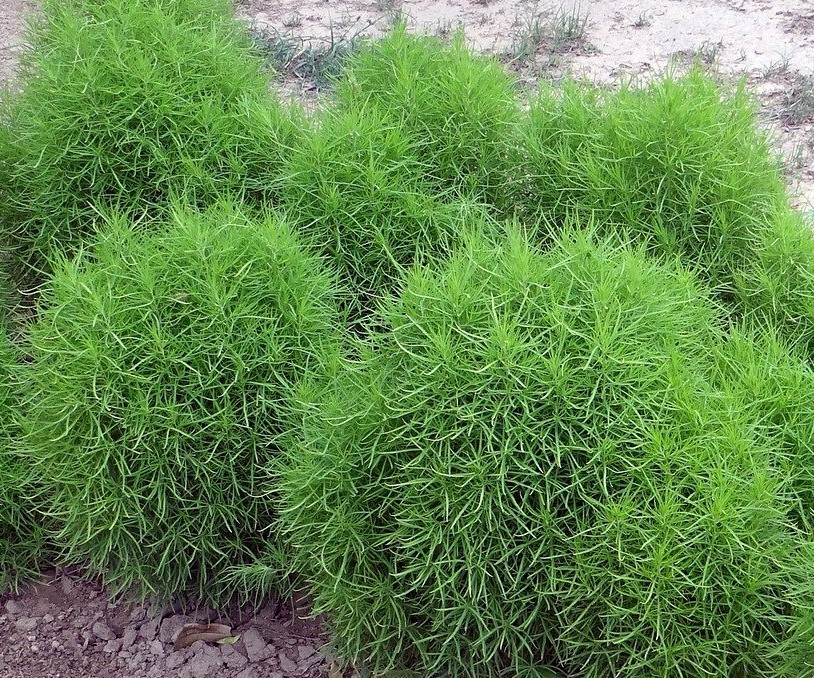 Kochia Care: Perky looking easy to maintain beautiful plants