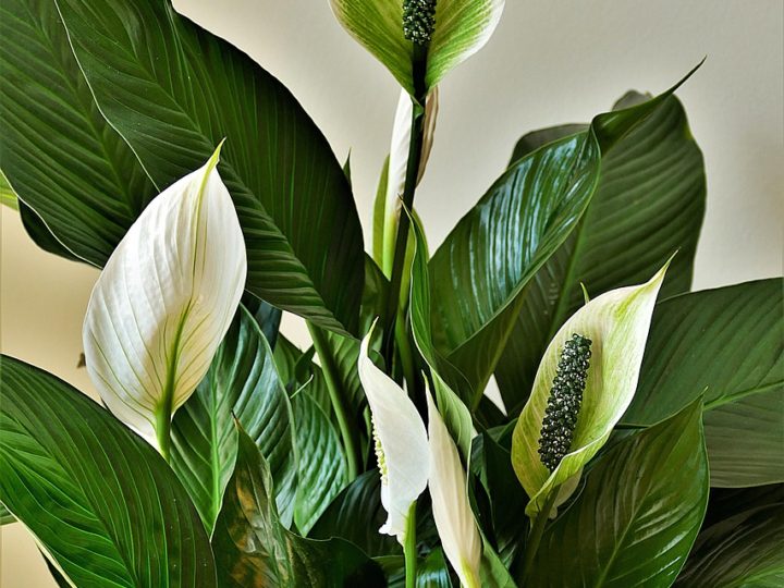 Peace Lily Care