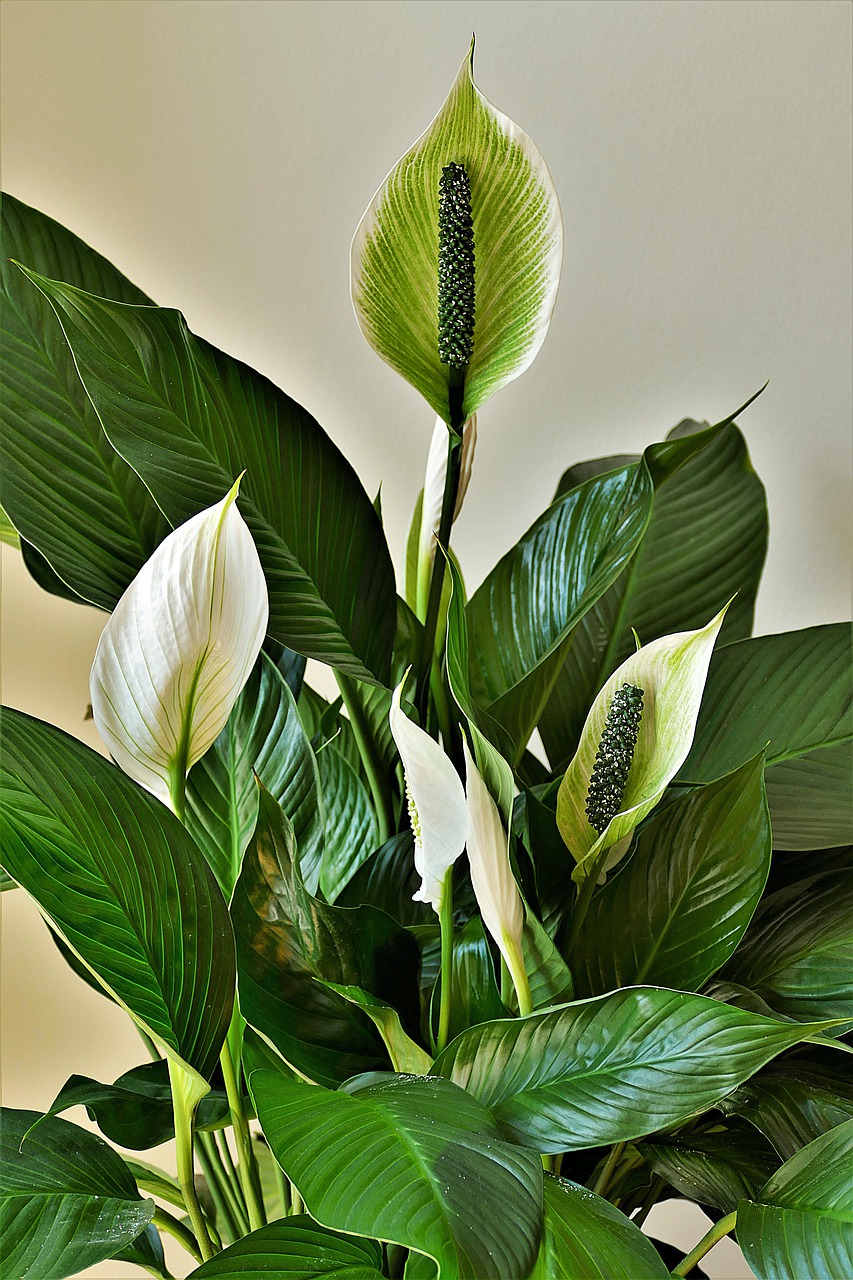 Peace Lily Care: Beautiful houseplants with white pleasant flowers