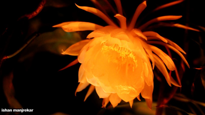 Brahma Kamal: Plants with beautiful white majestic flowers