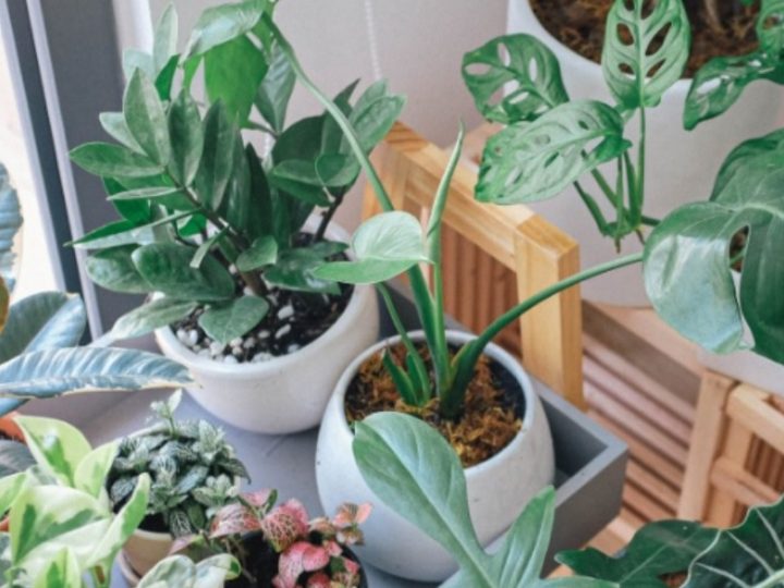 Indoor Ornamental Plants