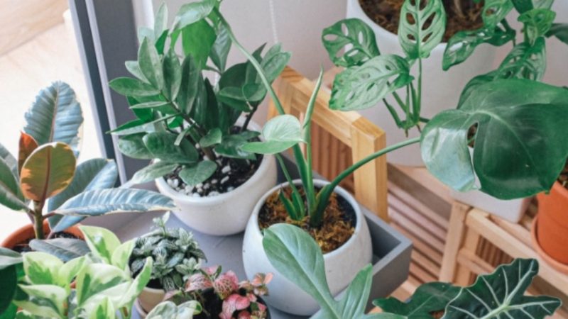 Indoor Ornamental Plants