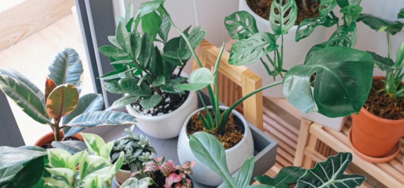 15 Best Indoor Ornamental Plants: Make your surrounding better