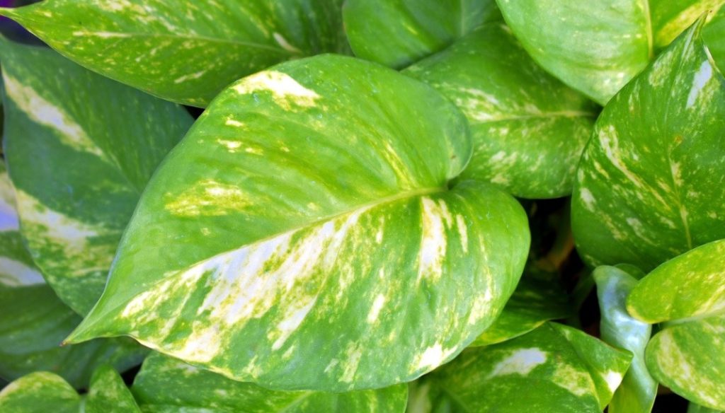 Indoor Ornamental Plants