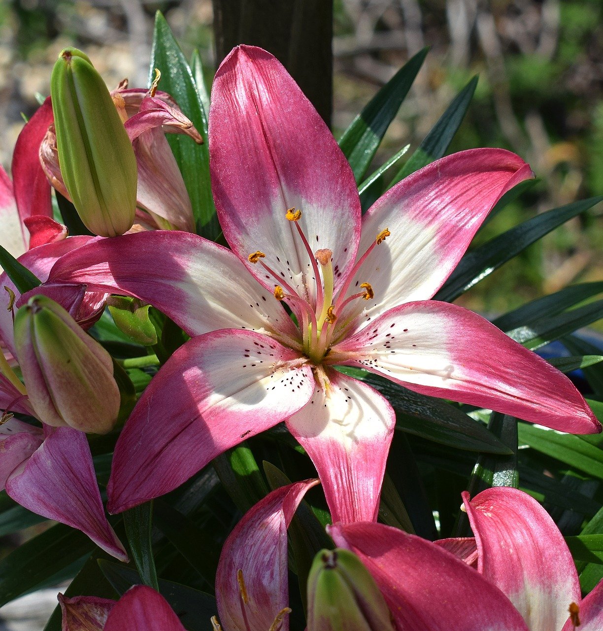 Asiatic Lily: Easy to grow plants with charismatic flowers