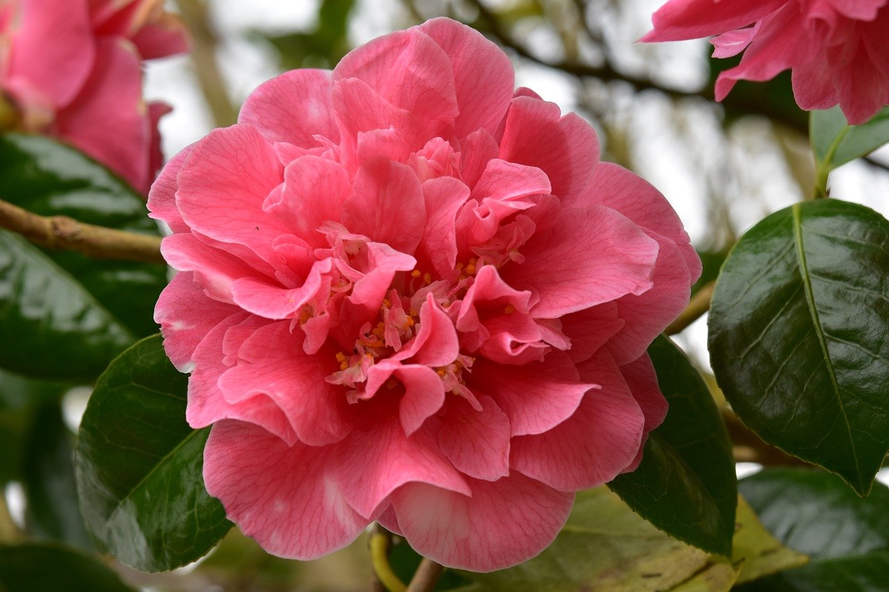 Camellia Rose:  Easy to grow with beautiful winter flowering plants