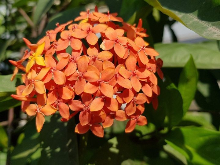 Ixora Plant