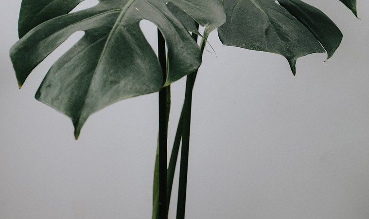 Monstera Plant
