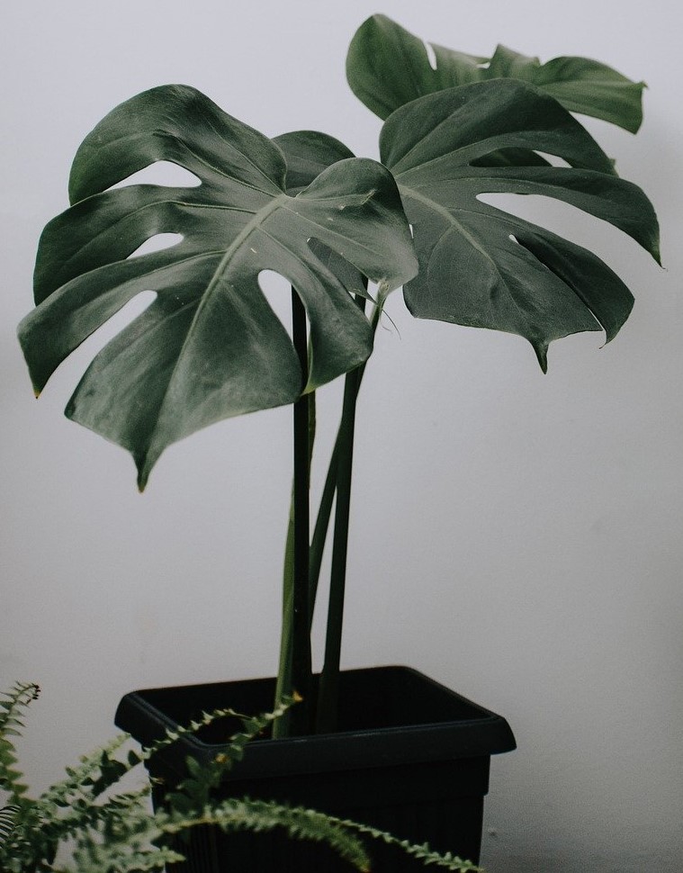 Monstera Plant: Shade loving plants with unique looking leaves.