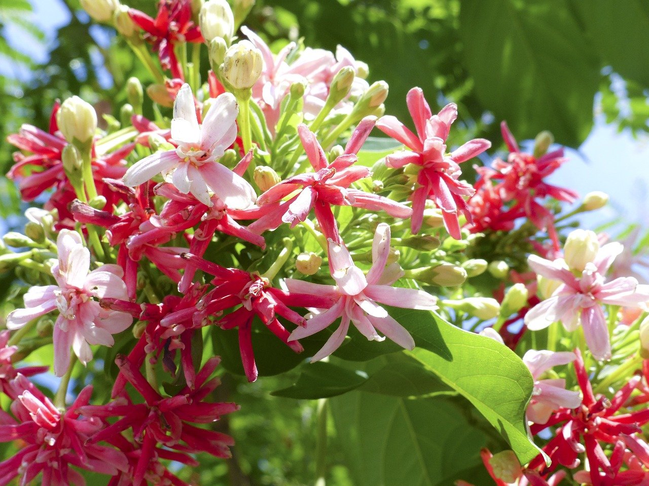 Madhumalti Plant: Easy to care plants with pleasantly scented flowers