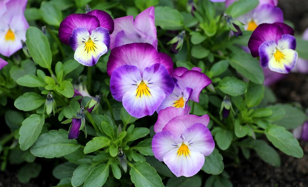 Attractive Pansy Flower Plants: Pansy flowering season and Details ...