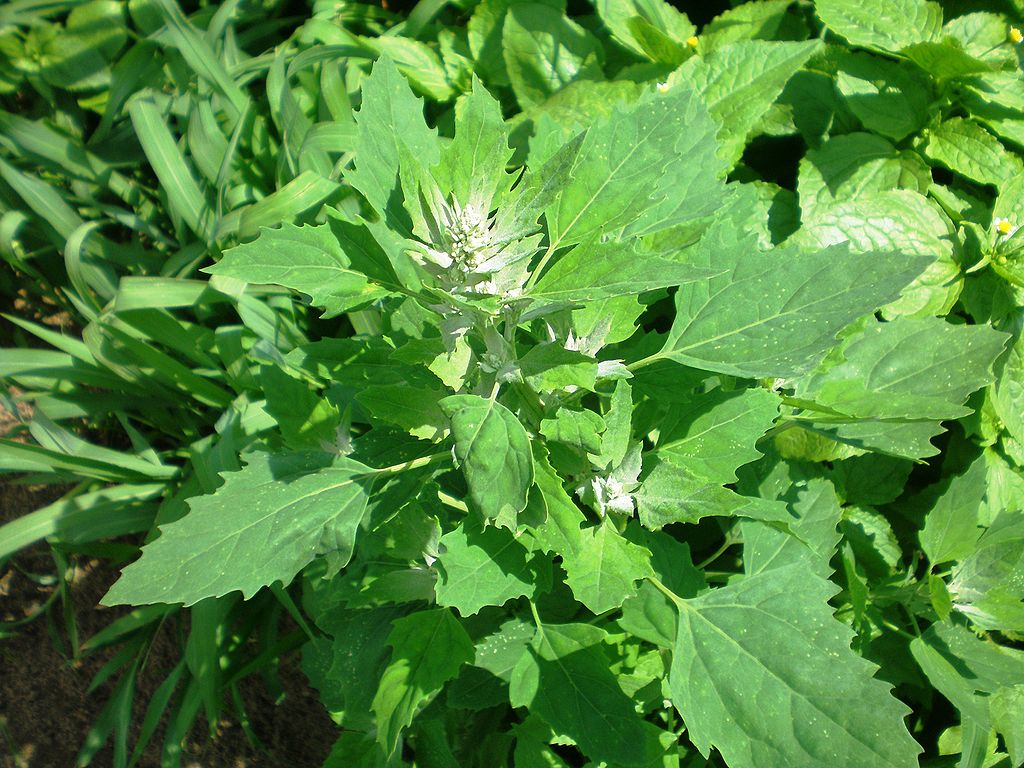 What is Bathua? Hardy leafy vegetable with medicinal value