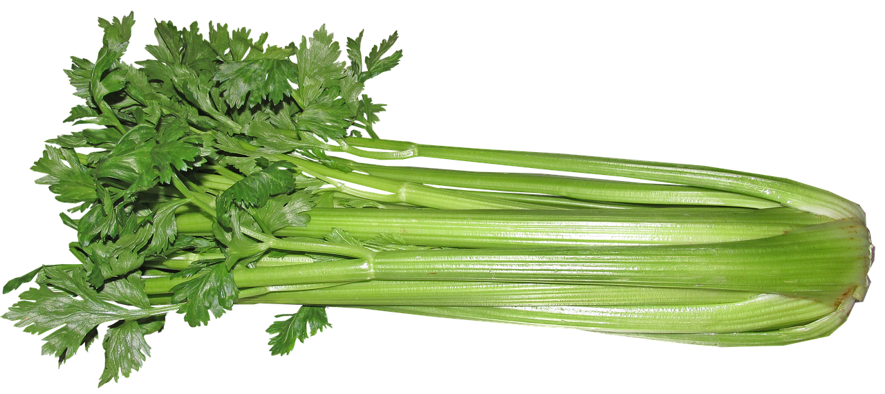 Celery: Nutritious, easy to grow leafy vegetable