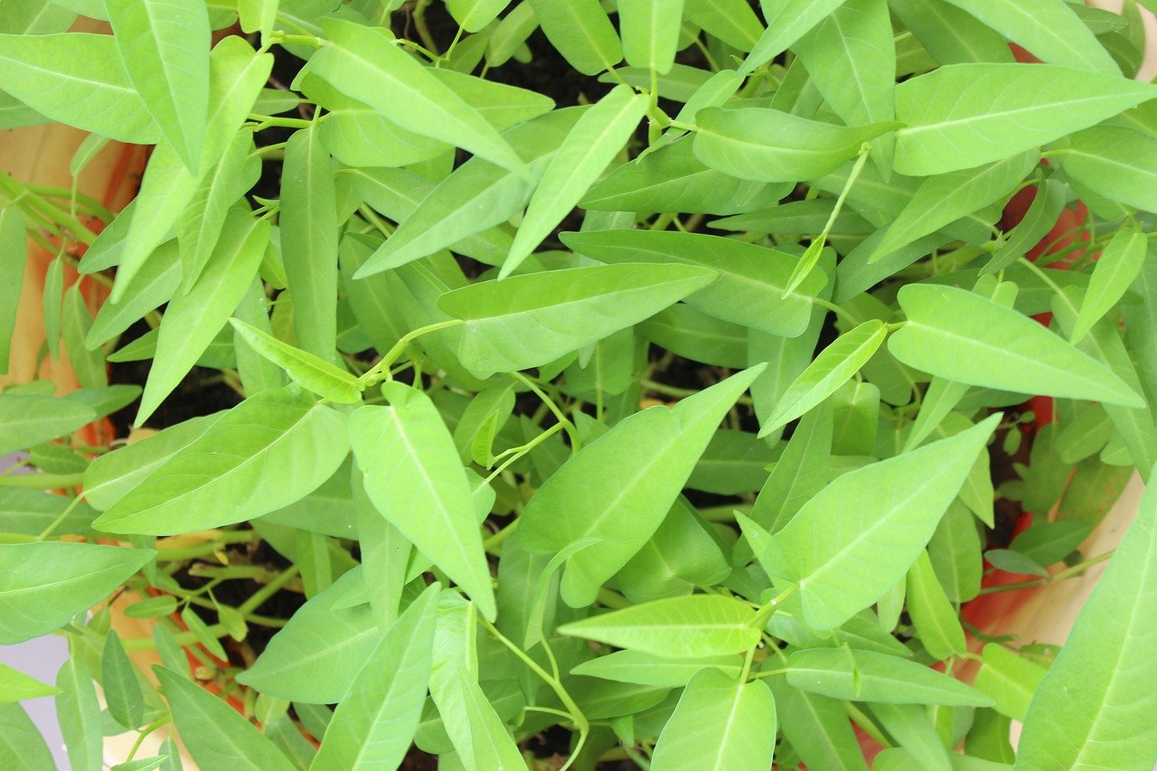 Water spinach: The Best way to grow Water spinach Seeds