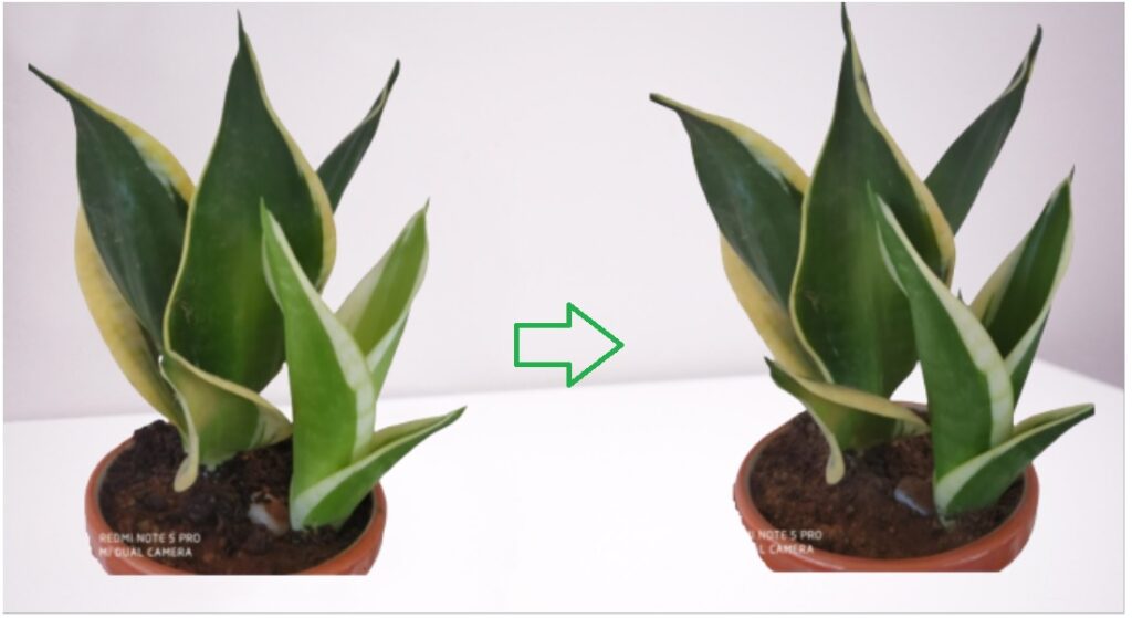 How to take care of snake plant