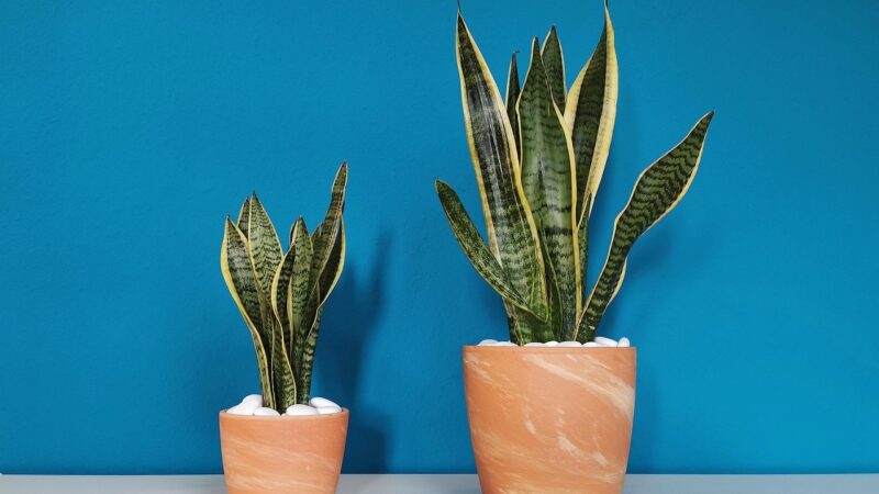 How to care of Snake plant
