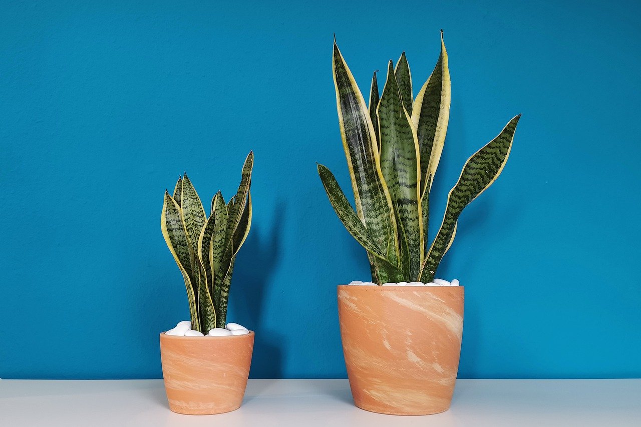 How to take care of snake plants?