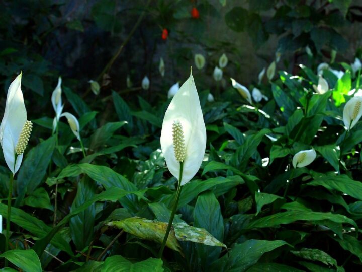 How to take care of peace lily plants