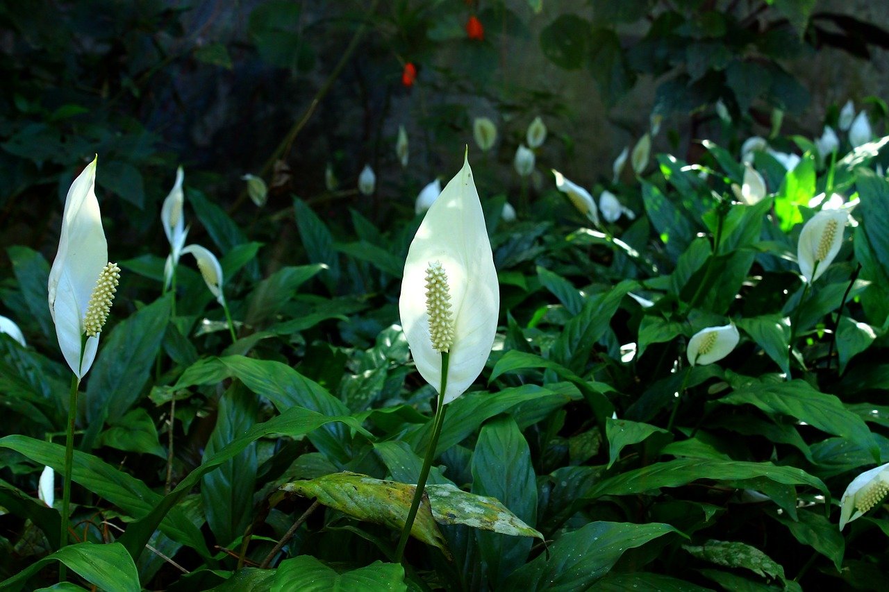 How to take care of peace lily?