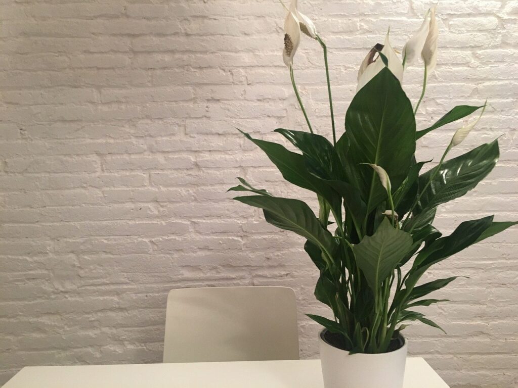 How to take care of peace lily