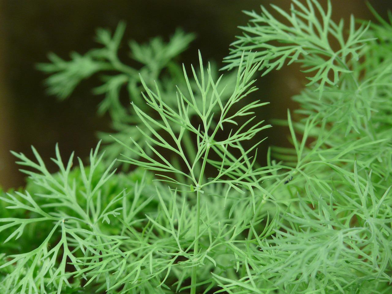Dill Herb: Easy to Grow and Nutritious Dill Leaves Benefits