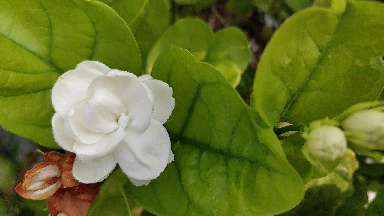 How to get more flowers in Mogra plant?