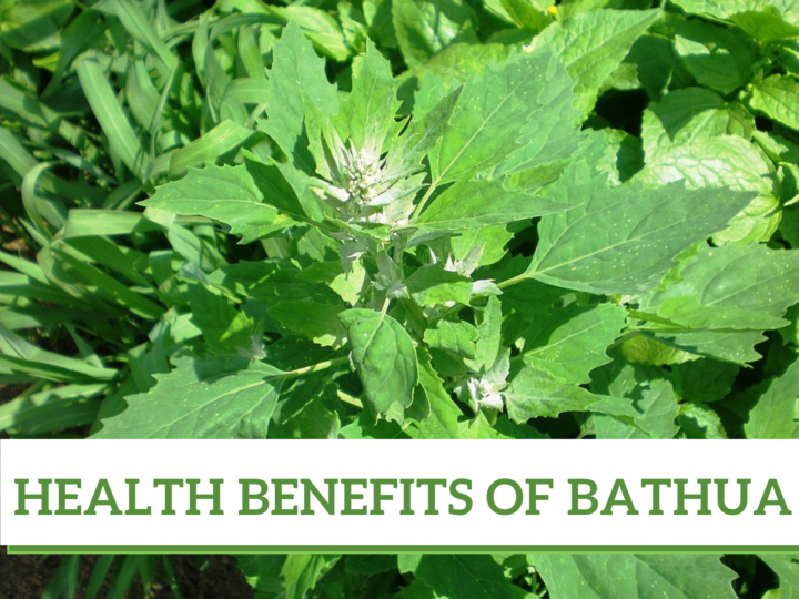 Health Benifits of bathua