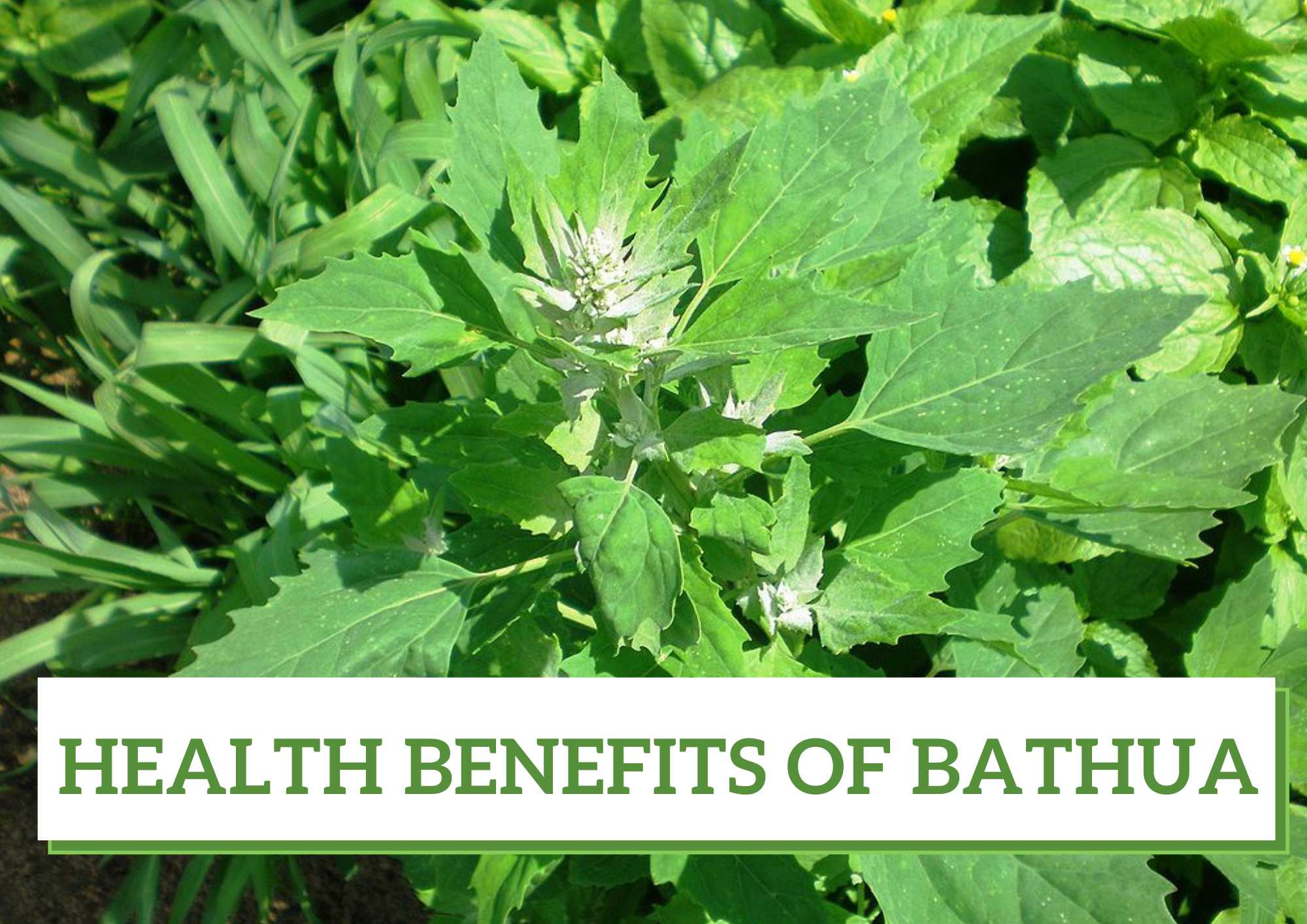 Health Benefits of Bathua