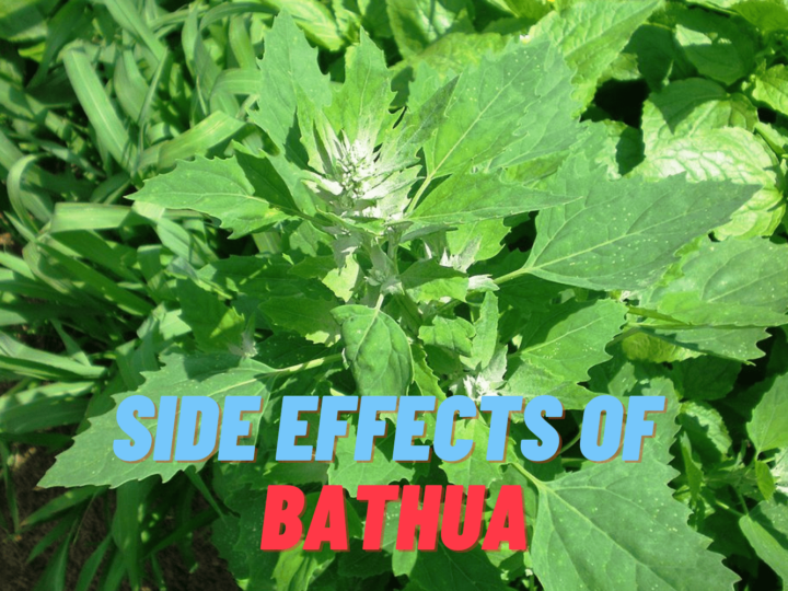 Side effects of Bathua