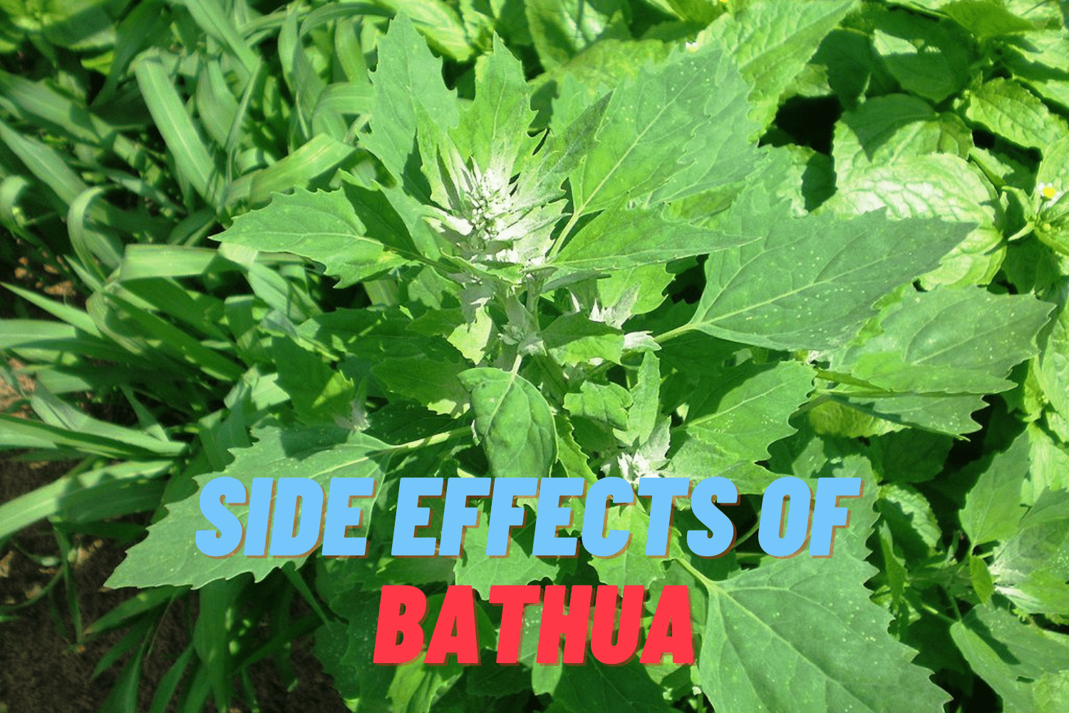 Side effects of Bathua
