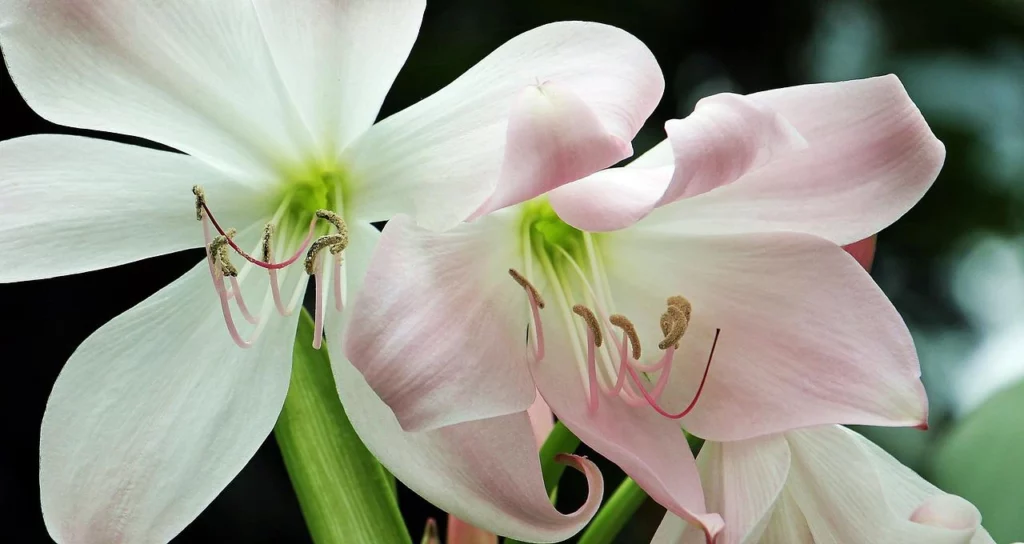 Amaryllis 365 Days Flowering Plants
