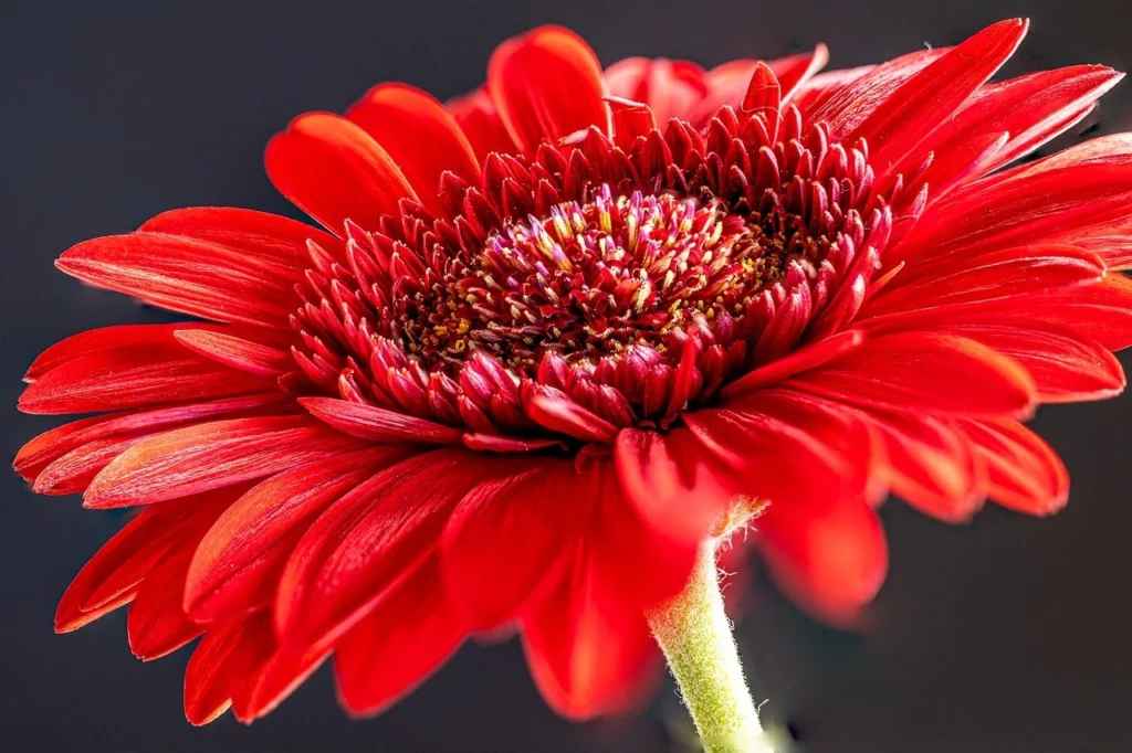 Gerbera Daisy 365 Days Flowering Plants