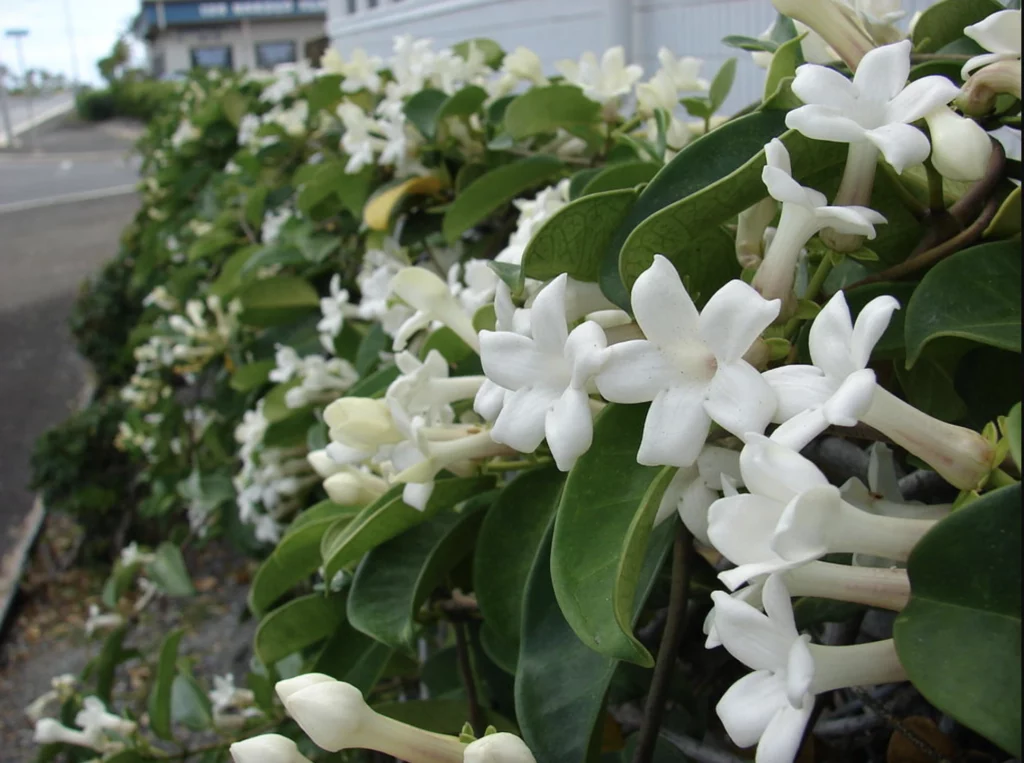 types of jasmine flower