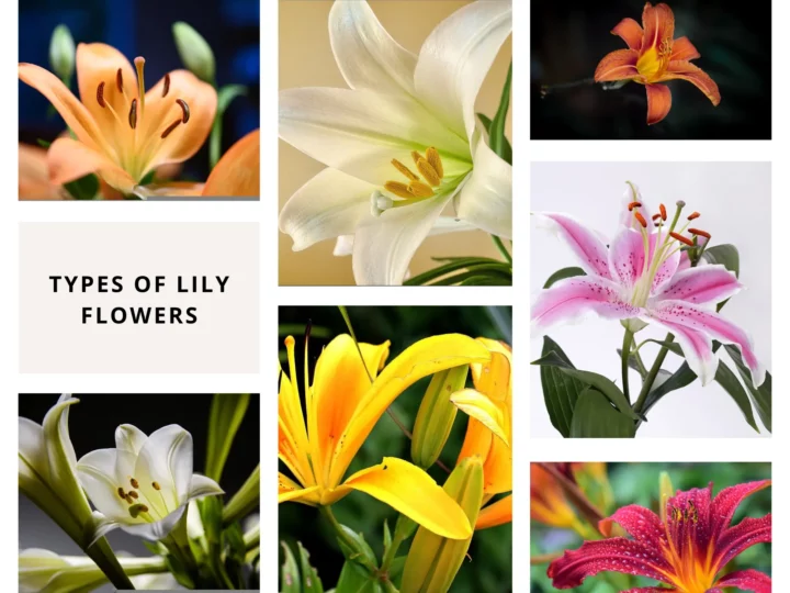 Types of Lily Plants or Flowers