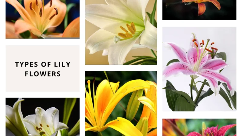 Types of Lily Plants or Flowers