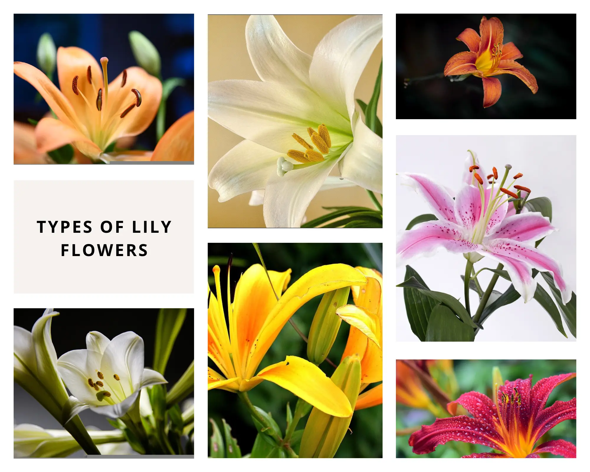 Types of Lily Plants￼