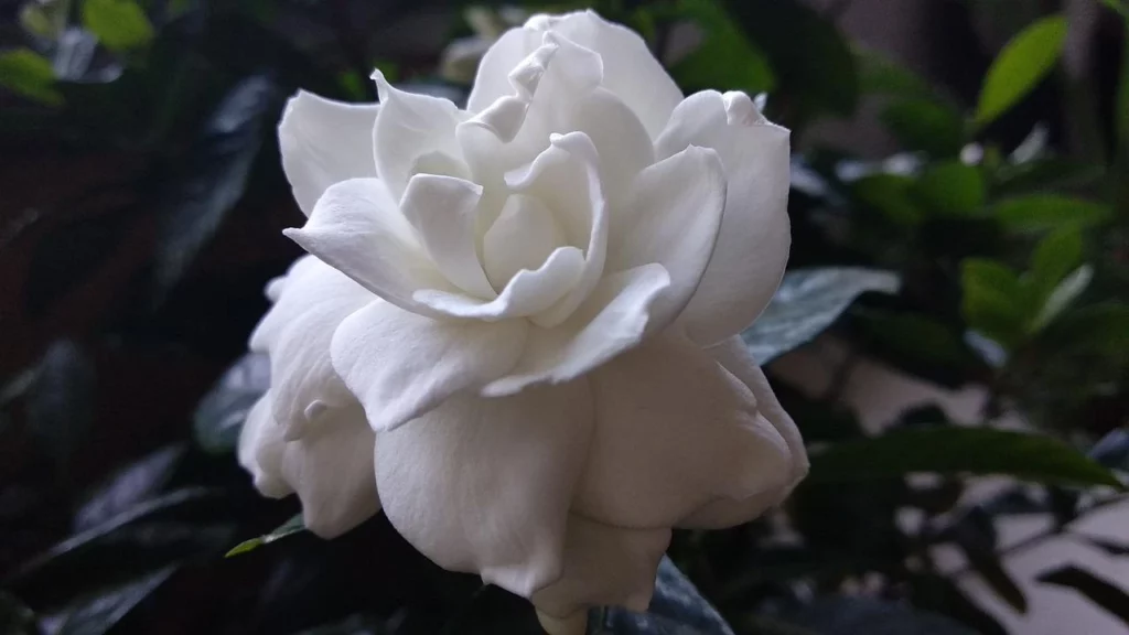The Cape Jasmine