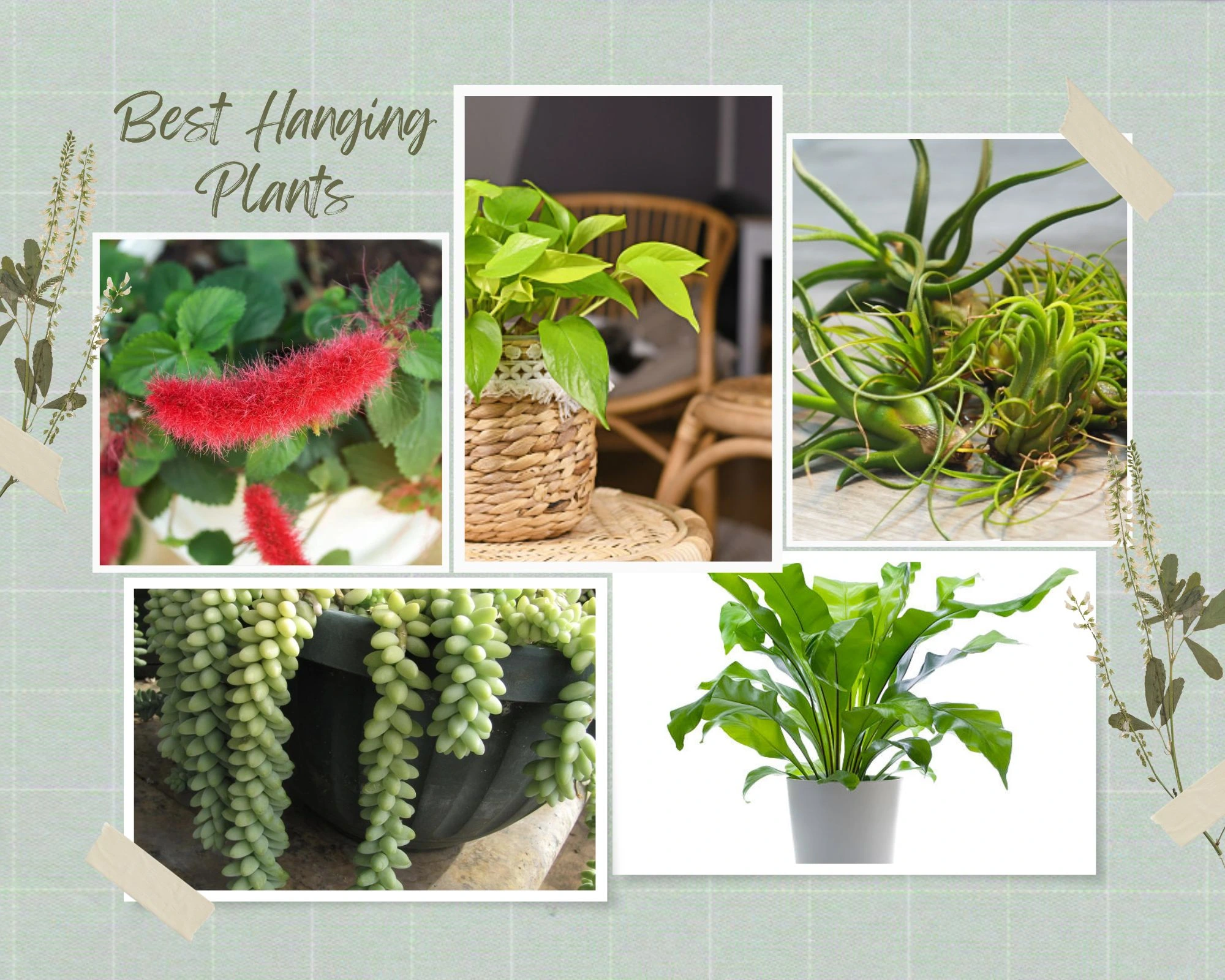 Top 10 Hanging Plants for Home