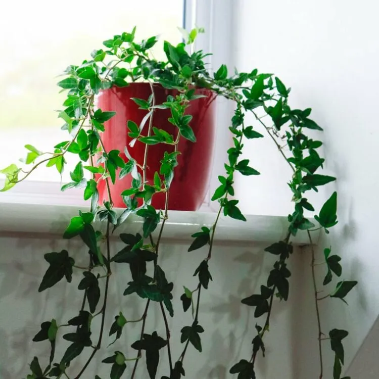 Best Hanging Plants