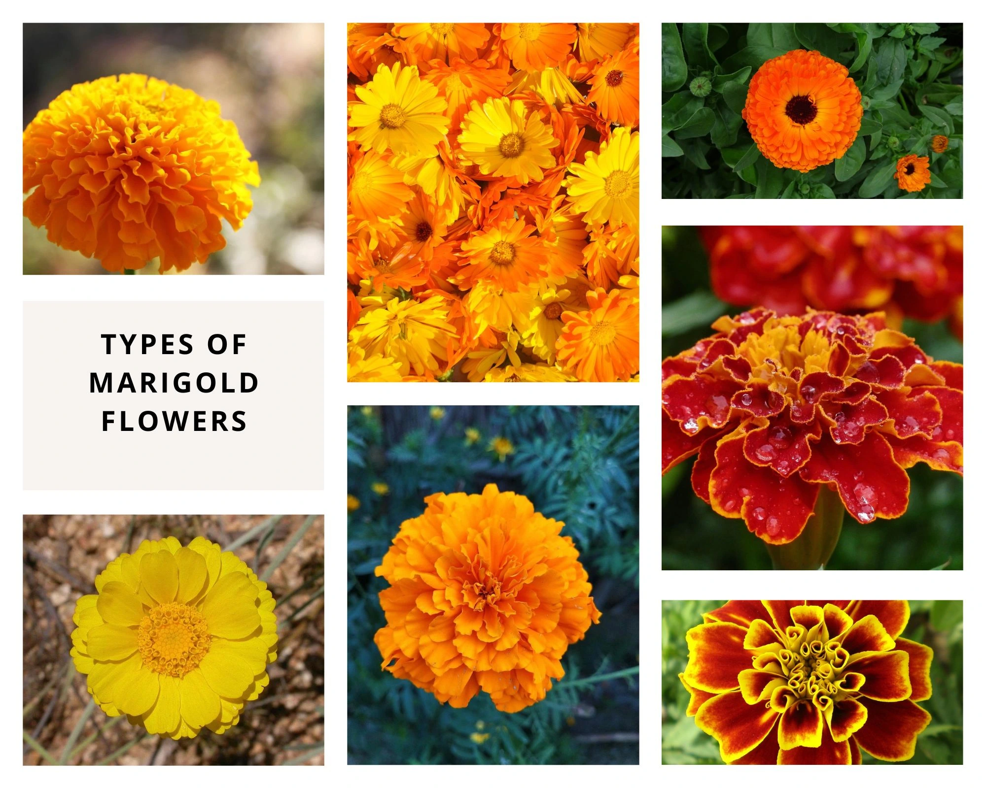 Types of Marigold | How to Grow and Care