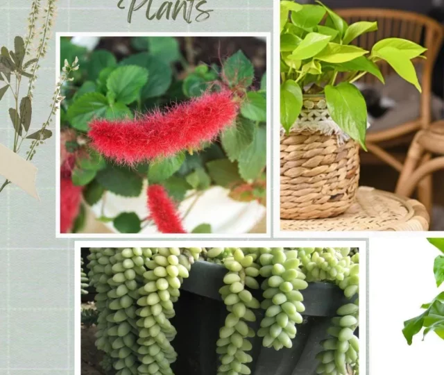 cropped-Best-Hanging-Plants.webp