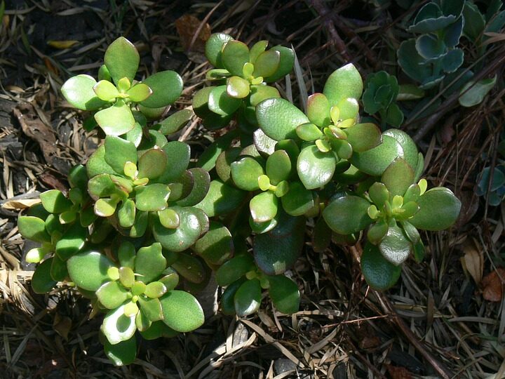 jade plant