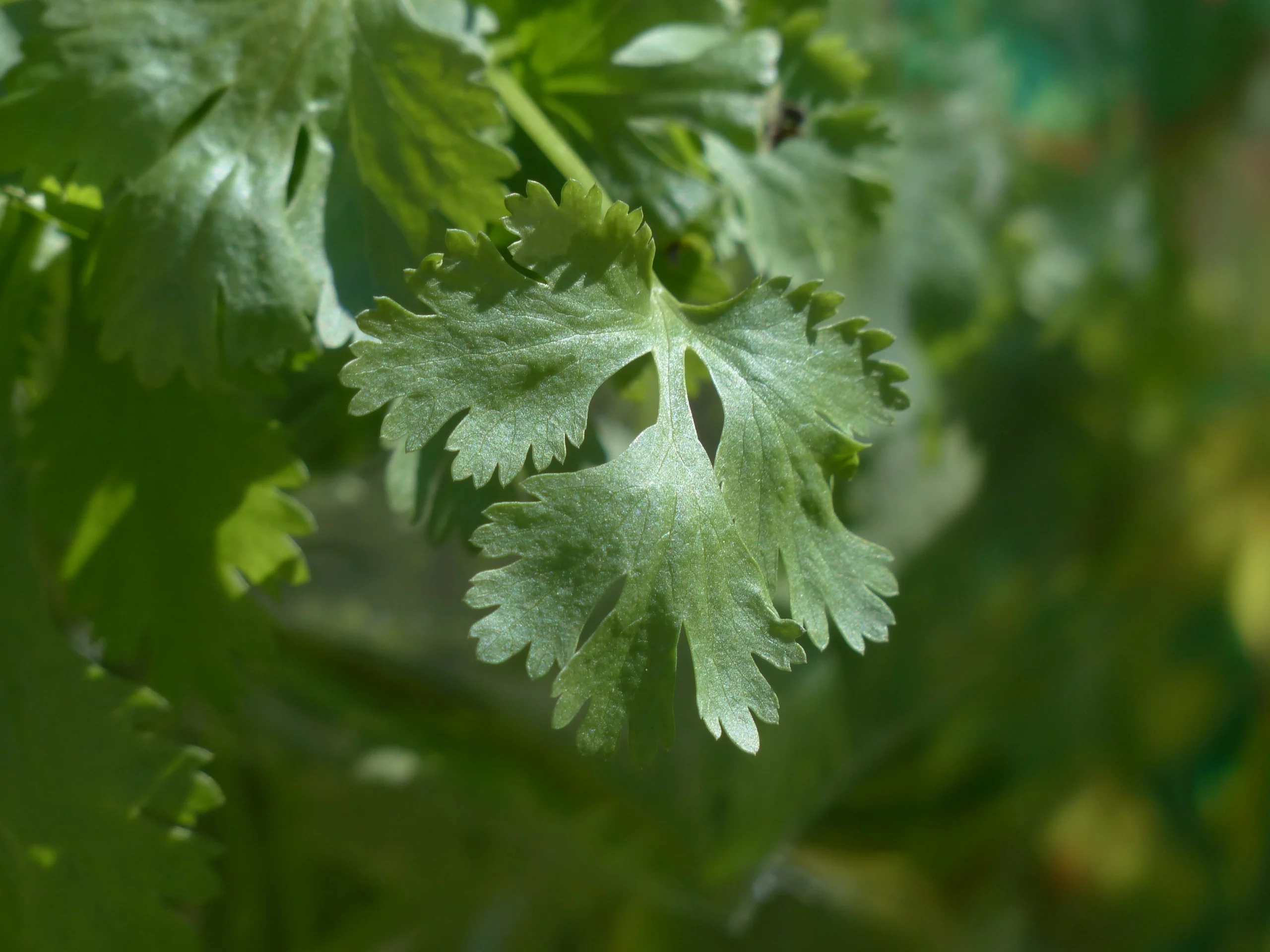 How to grow coriander at home – A step-by-step guide
