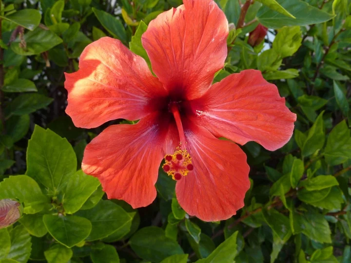 Hibiscus Usage