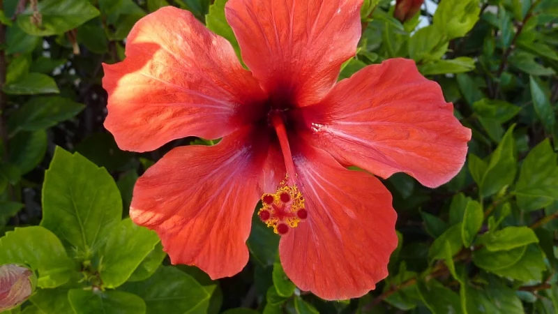Hibiscus Usage
