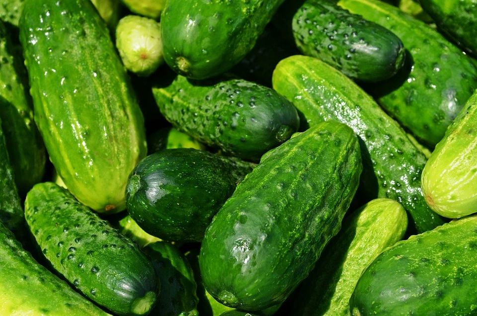 Vegetable Gardening