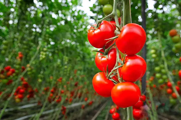 Vegetable Terrace Gardening