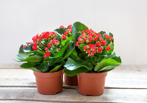 kalanchoe plant