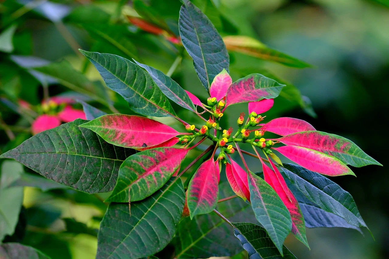 How to take care of Poinsettia Plants?